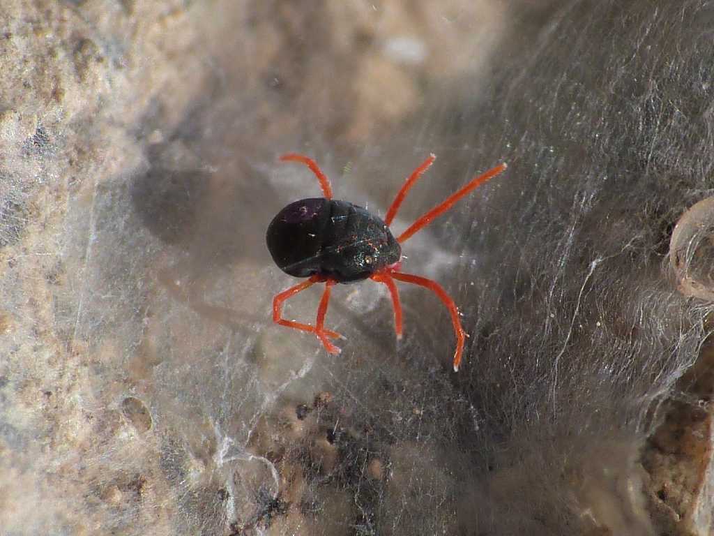 Blu zampe rosse: Halotydeus sp. (Penthaleidae) - Tolfa (RM)